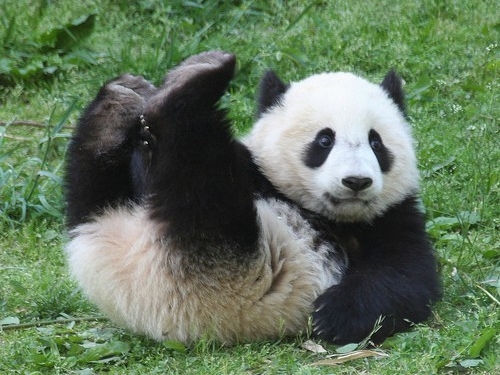 Панда.jpg