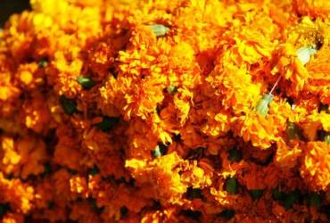 flor_india_gr.jpg