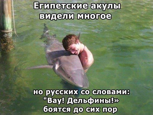 akula-delfin.jpg