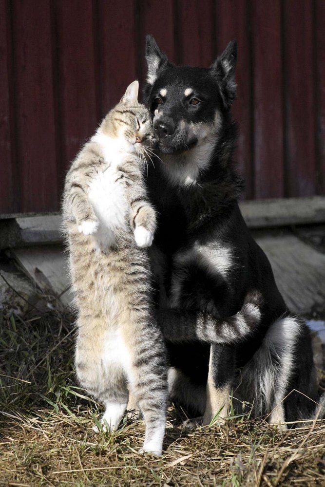 1618224656_46-p-druzhba-koshki-i-sobaki-zhivotnie-krasivo-47.jpg