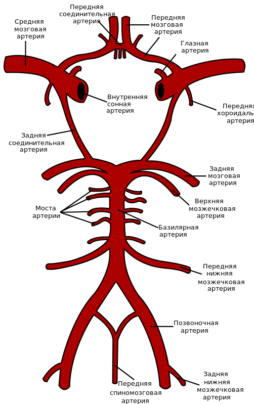 Circle_of_Willis_ru.svg.png