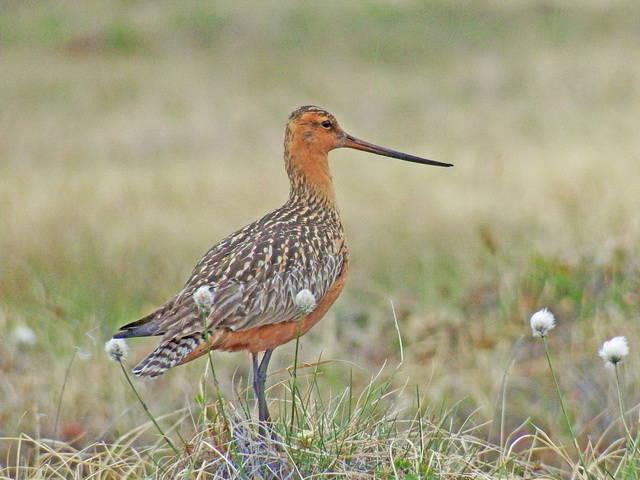 fronpic1.jpg